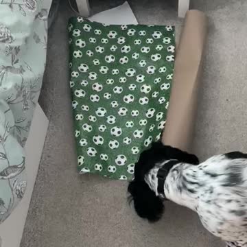 Dog play fights with wrapping paper
