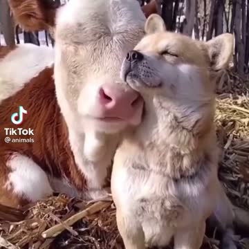 In the house is cute and cute