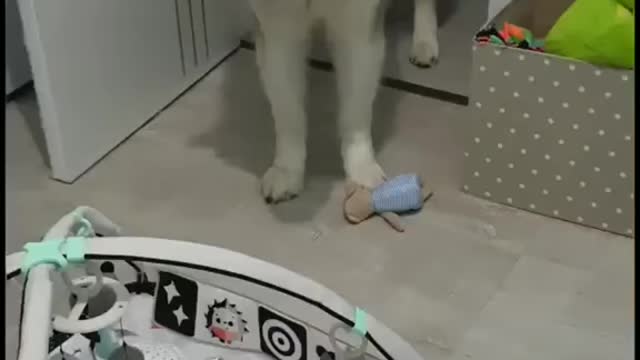 Dog meets Baby First time