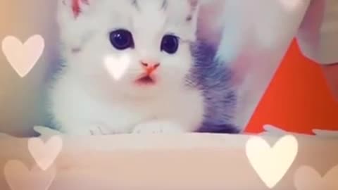 cute cats