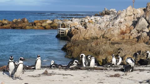 Penguins on the beach