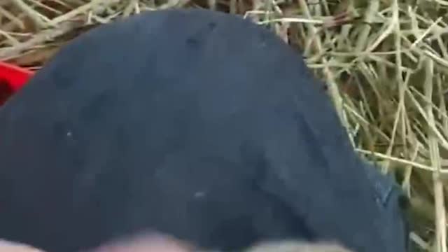 Cute mouse