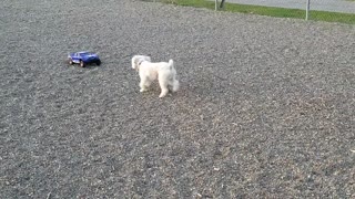 Fast Doggie Chases RC Car