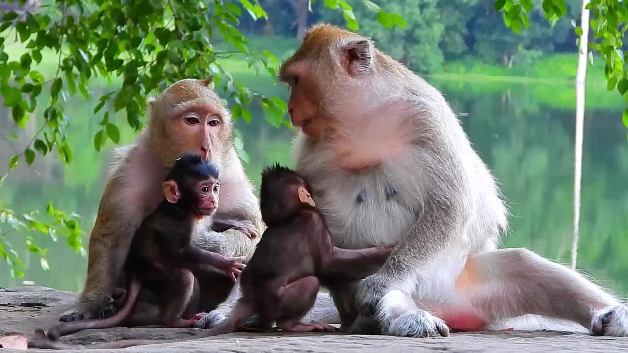 Monkey Brinn meets Ginger on the bank of moat