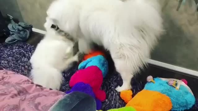 Samoyed dogs wrestle over giant caterpillar