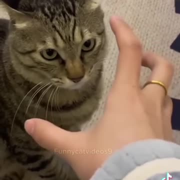 #viral video cat