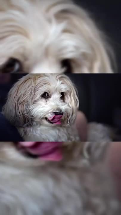 Smart animal, funny animals, smart dog, funny dog🐶 The Smart Dog 🐕 Talented Dog 😎 Well Trained