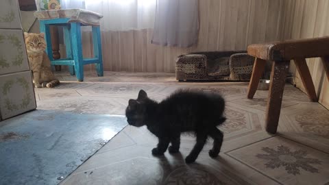 The first meeting of the kitten with a new friend after separation from his mother.