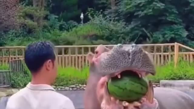 Animal eating