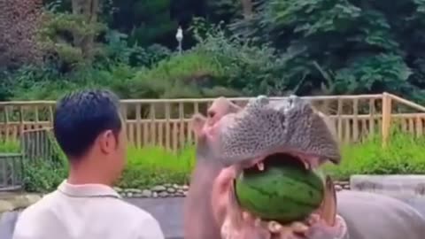 Animal eating