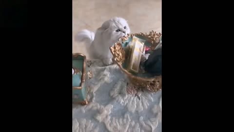 So cute little cat funny video