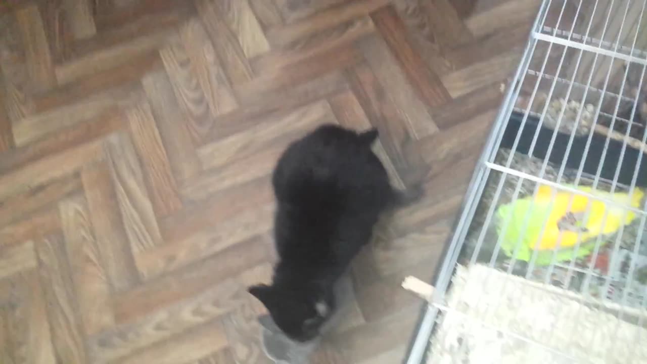 CAT, mating!! BKH. .MIX