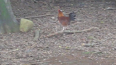 Chickens out back