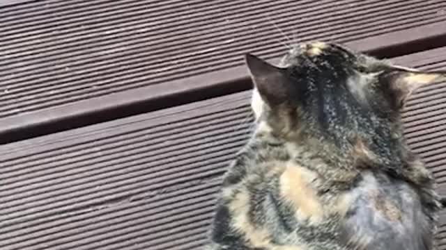 Meow confrontation