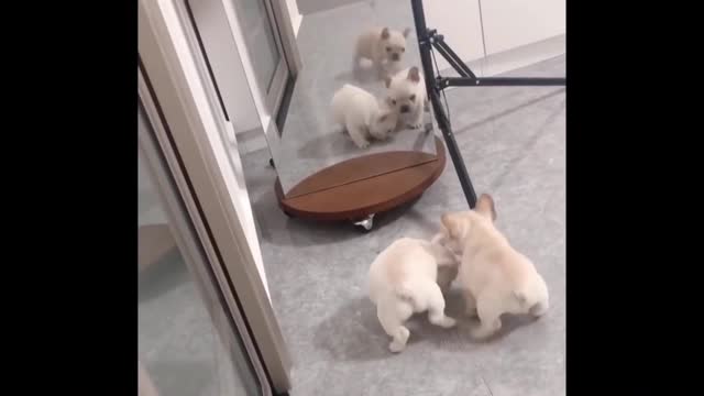 Dog funny - Funny Dog Fight Video make 1 minute