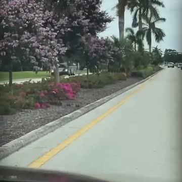 A family of ducks was attempting to cross the street so a woman,