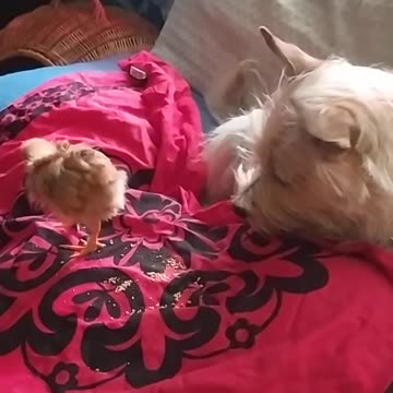 Luna the dog and Goldi the chicken, moments together ;-)