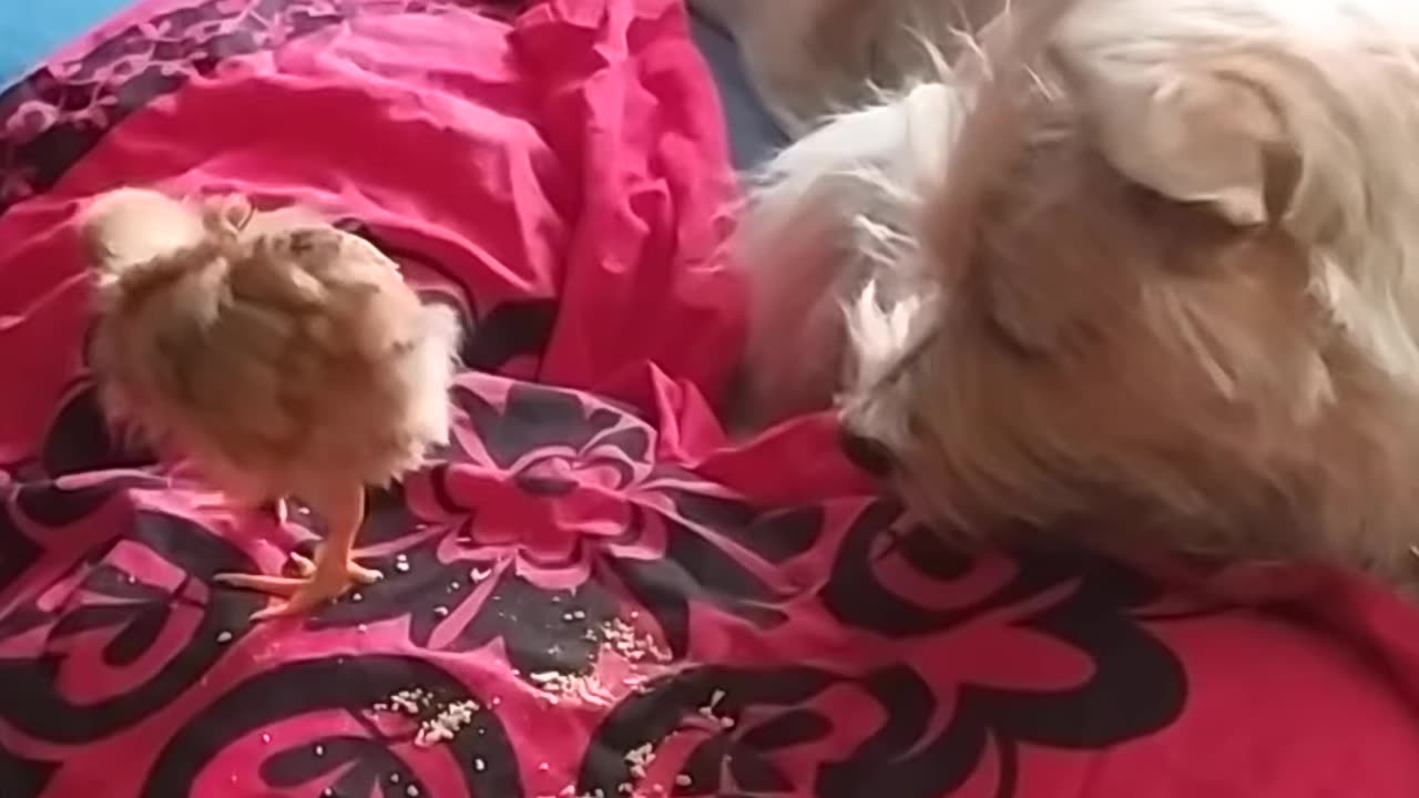 Luna the dog and Goldi the chicken, moments together ;-)