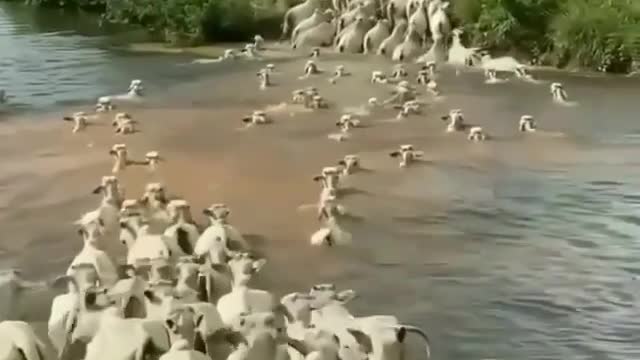 Cows crossing the river