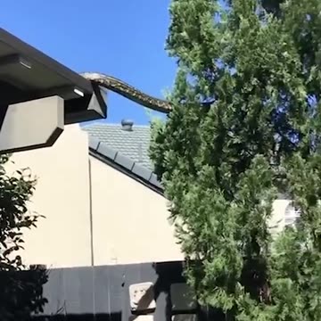 Massive snake spotted climbing a tree near house #viral #trending