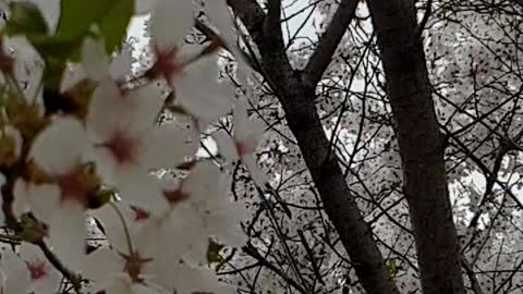 very Beautiful cherry blossoms