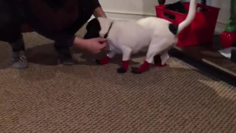 Dog struggles in new shoes