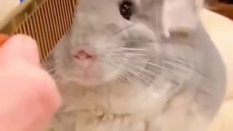 Cute Chincilla videos || cute Chincilla|| || cute animals || funny Chincilla #shorts