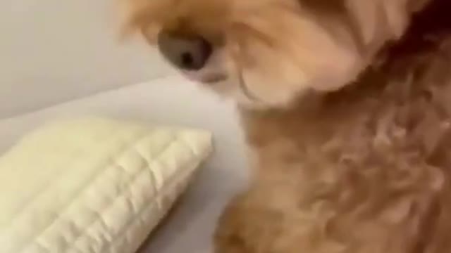 Ultimate_Baby_Dogs_All_Time_Cute And Funny_Dog_Video||Dog video