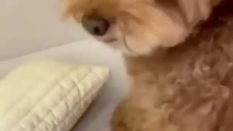 Ultimate_Baby_Dogs_All_Time_Cute And Funny_Dog_Video||Dog video