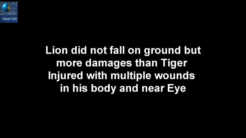 Lion Vs Tiger Real Fight to Death