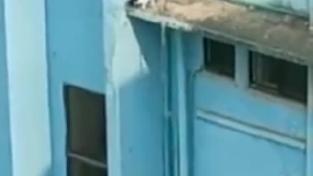 Ninja Cat