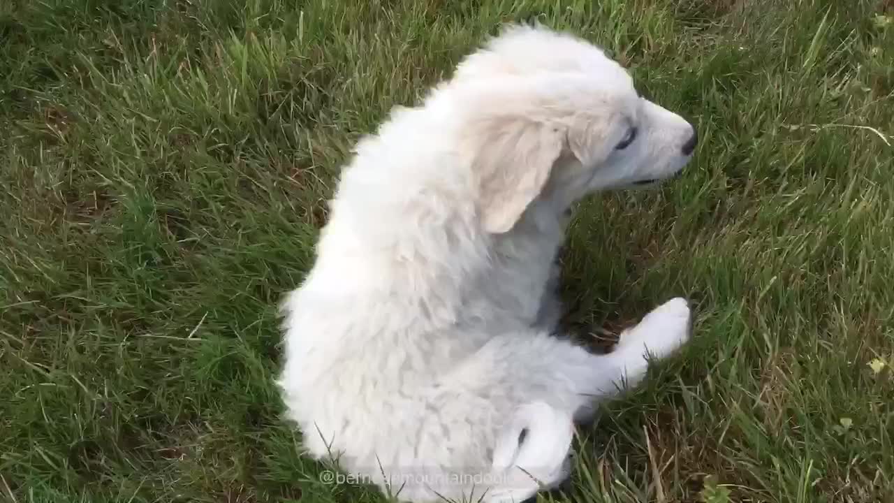 Great Pyrenees puppy's epic fail!