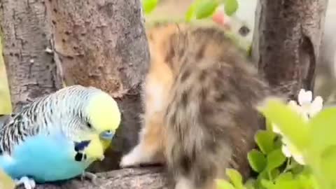 The bird rescues the kitten The kitten gives the bird a hug