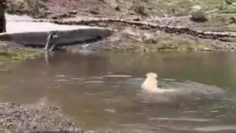 Husky swimming in Ice 😍 - The Himalayan Husky