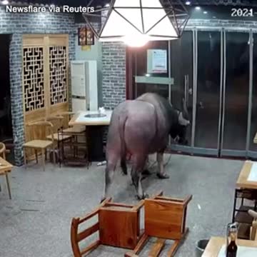China - Buffalo smashes into restaurant, sends customer flying