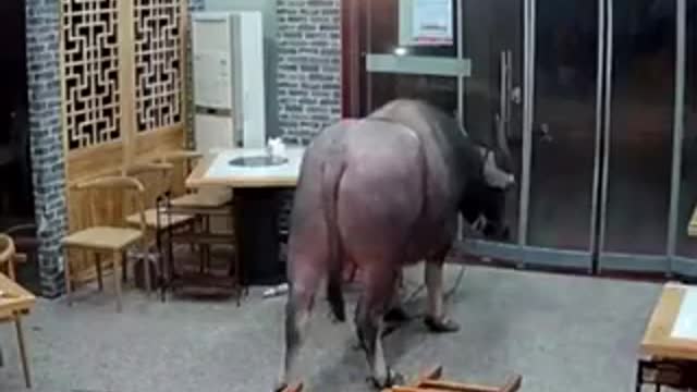 China - Buffalo smashes into restaurant, sends customer flying