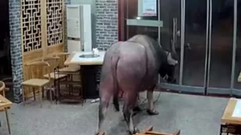 China - Buffalo smashes into restaurant, sends customer flying