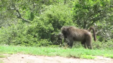 Crazy Baboon Hunting Headshot