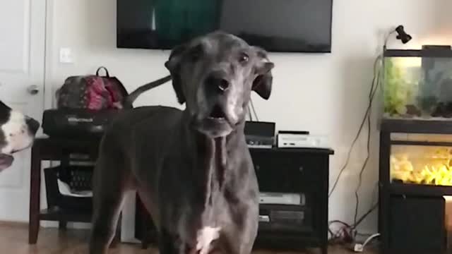 Slomo Borks