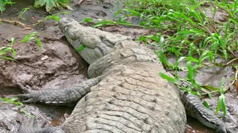 World_biggest_Amazon_Rainforest_|_Amazon Jungle_Animal_Video