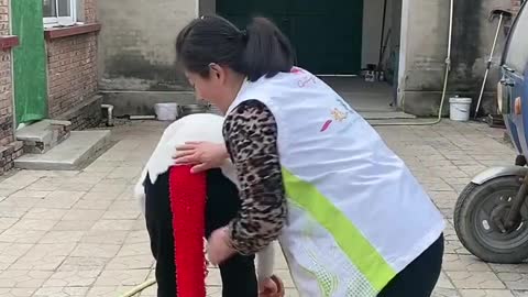 Best Funny Videos Chinese Funny clips daily #shortsFunny Videos Chinese Funny clips daily #shorts