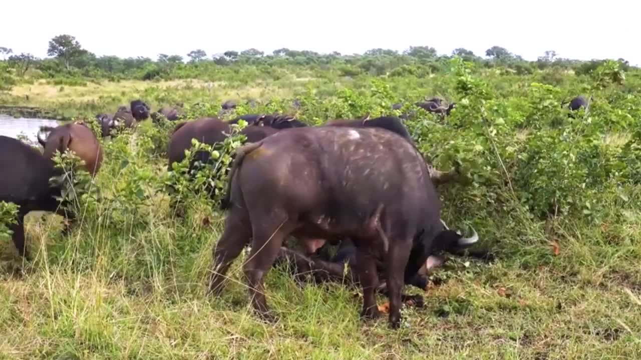 Buffalo Mourn Dead Female After Lion Attack