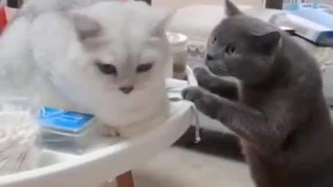Cute Is Not Enough 😍 Funny Cats and Dogs Videos Compilation 2018 #13