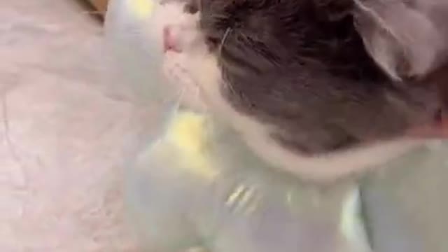 Funny cats meowing and talking | Cats meowing Cute Cats and Funny Animals World 06