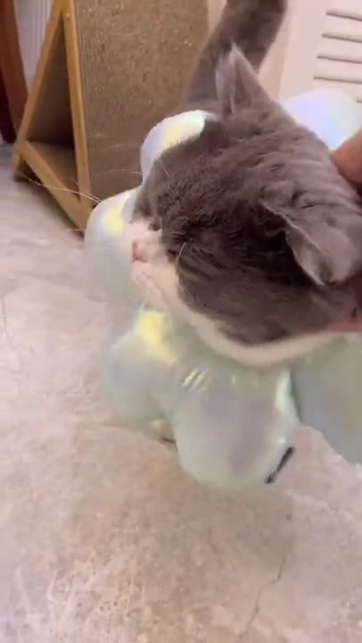 Funny cats meowing and talking | Cats meowing Cute Cats and Funny Animals World 06