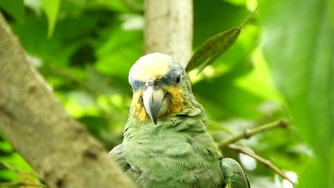 parrot watching camera