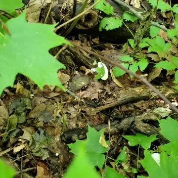 Buncha little mushrooms