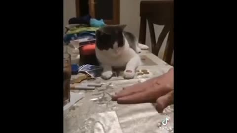 Funny cats