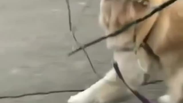 My cute and funny dog he is the best dog
