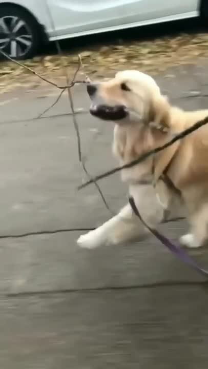 My cute and funny dog he is the best dog